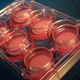 Illustration for article titled One Unit of Lab-Grown Human Skin Now Costs 34 Euros